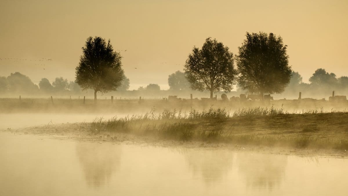 Serene misty morning over a still pond with soft, muted light