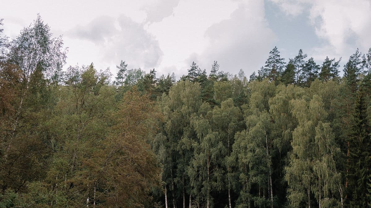 EMDR Therapy for Intergenerational Trauma: How It Works Serene forest reflected on the smooth surface of a calm lake