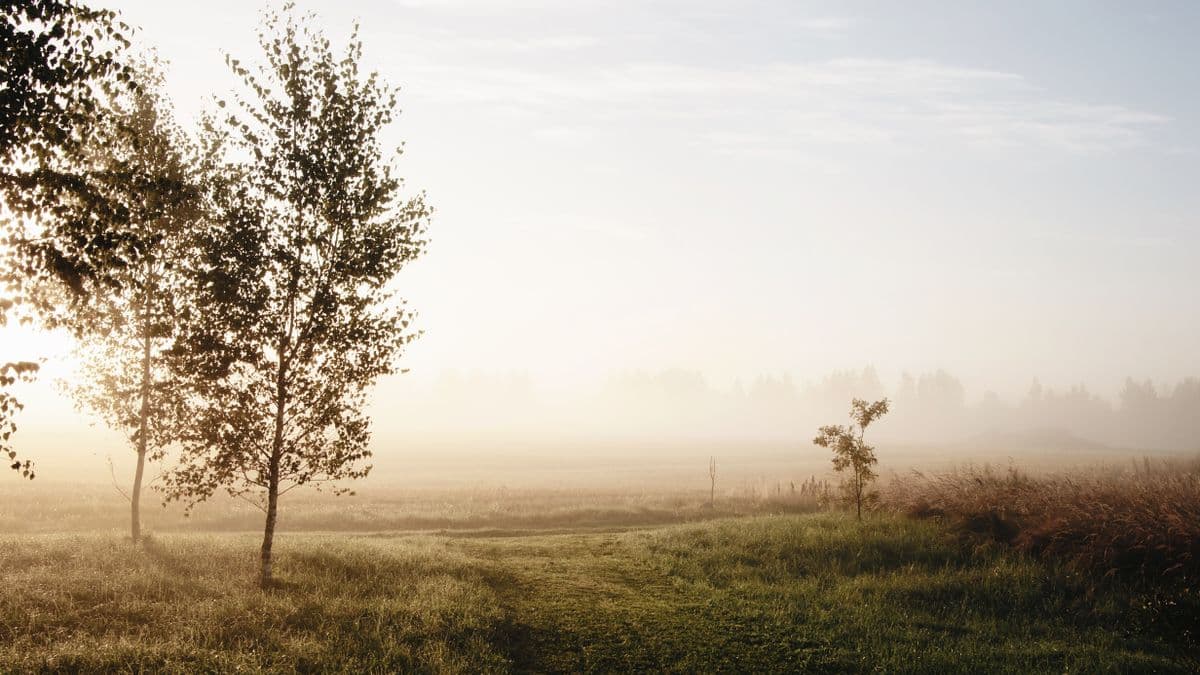 The Model Minority Myth and Anxiety: The Pressure You Didn't Choose Misty countryside at sunrise, fog slowly lifting over a quiet field